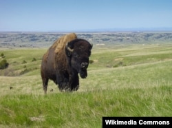 A bison in Badlands National Park, South Dakota