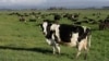 New Zealand Looks to Reduce Gas Emission from Farm Animals