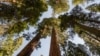 Sequoia and Kings Canyon: A Land of Giants