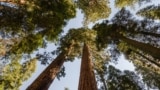 Looking up at giant sequoia trees in Sequoia National Park
