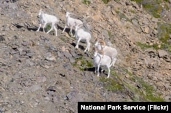 Dall sheep in Wrangell-St. Elias National Park
