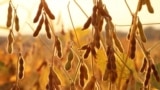 Picture of soybean plants