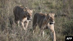 نیروبی کے نیشنل پارک میں شیر: فائل فوٹو