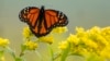 Ways to Help the Troubled Monarch Butterflies