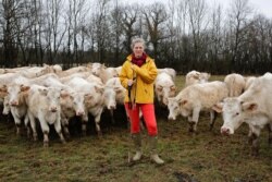 "Milkmaid" is an old term that we no longer use. Pictured here is Emilie Jeannin, a cow breeder. She poses with her Charolais cows in Beurizot, France, Feb. 2017.