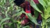 Farmer Violet Mloyi checks what the fall armyworm has done to her maize crop in just three days, in Gokwe, Zimbabwe, Feb, 2017. (S. Mhofu/VOA)