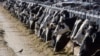 ARCHIVO - Ganado lechero alimentándose en una granja el 31 de marzo de 2017, cerca de Vado, Nuevo México. El Departamento de Agricultura de EEUU dijo el lunes 25 de marzo de 2024 que muestras de leche de vacas lecheras en Texas y Kansas dieron positivo a la gripe aviar.