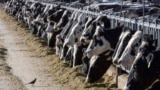 新墨西哥州的一處乳牛場。 (2017年3月31日)
