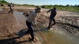Fish biologists work to rescue the endangered Rio Grande silvery minnows from pools of water in the dry Rio Grande riverbed Tuesday, July 26, 2022, in Albuquerque, N.M. (AP Photo/Brittany Peterson)