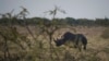 Namibia Targets 600 Rhinos for Dehorning 
