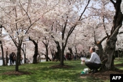 Cherry blossom trees bloom along the Tidal Basin in Washington.
