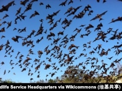 Mexican free-tailed bats