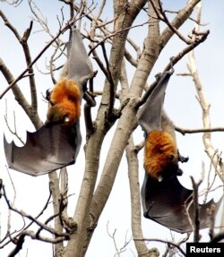 FILE - Two grey-headed flying fox bats rest in the tops of trees, where they will spend most of their day, in the Royal Botanic Gardens in Sydney March 14, 2002. (REUTERS/Tim Wimborne/File Photo)
