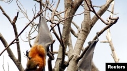 FILE PHOTO: BATS REST AT THE ROYAL BOTANIC GARDENS IN SYDNEY.