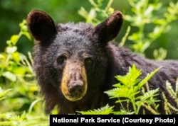 A black bear in Shenandoah National Park