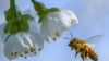 Une abeille collecte le pollen d'un cerisier en fleur à Markendorf, Francfort en Allemagne le 19 avril 2018 .