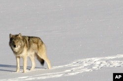 A gray wolf is shown on Isle Royale National Park in northern Michigan.