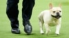 FILE - Winston, a French bulldog, competes in the 147th Westminster Kennel Club Dog show May 8, 2023, in New York. Frenchies remained the United States' most commonly registered purebred dogs last year, according to American Kennel Club rankings released March 20, 2024. 