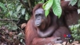 Orangutans and Giraffes Among Most Vulnerable Species