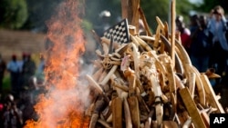 FILE - A pile of about 2,000 illegally trafficked elephant tusks and hundreds of finished ivory products are disposed of in a burning of poached wildlife goods, in Yaounde, Cameroon, April 19, 2016.