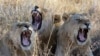 South Africa to Stop Breeding Captive Lions for Hunting