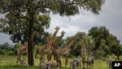 FILE - In this March 20, 2018, file photo, giraffes and zebras congregate under the shade of a tree in the afternoon in Mikumi National Park, Tanzania.