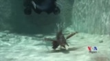 Underwater Robot Fights Invasive Species