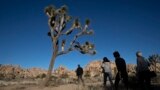 People visit Joshua Tree National Park in Southern California's Mojave Desert, Thursday, Jan. 10, 2019. (AP Photo/Jae C. Hong)