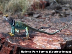 A collared lizard sits on a piece of petrified wood