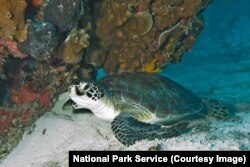 A sea turtle at Biscayne National Park
