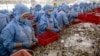 Hàn Quốc kiểm tra doanh nghiệp VN dùng chất cấm trong tôm xuất khẩu