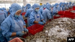 Công nhân làm việc tại một xưởng xuất khẩu tôm của Việt Nam. Tôm đông lạnh là một trong những sản phẩm mà Bộ Thương mại Mỹ đang tiếp nhận hồ sơ rà soát thuế chống bán phá giá.