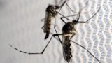 FILE - Aedes aegypti mosquitoes are seen inside Oxitec laboratory in Campinas, Brazil, February 2, 2016. (REUTERS/Paulo Whitaker/File Photo)