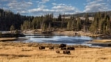 Bison in Yellowstone, the world's first national park, established in 1872