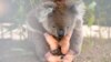 หมีโคอาล่าอาจสูญพันธุ์จากออสเตรเลียในอีก 30 ปี