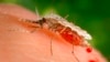 FILE - This file photo provided by the Centers for Disease Control and Prevention shows a feeding female Anopheles Stephensi mosquito, in the process of obtaining its blood meal from a human host. In a study published Sept. 22, 2021, scientists say there 