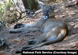 A mountain lion in Big Bend National Park