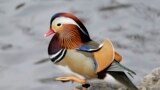 A Mandarin duck walks in Central Park in New York, Wednesday, Dec. 5, 2018. In the weeks since it appeared in Central Park, the duck has become a celebrity. (AP Photo/Seth Wenig)