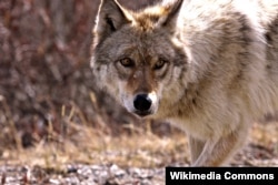 A wolf at Denali National Park