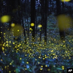 Firefly or lightning bug? Photographer Tsuneaki Hiramatsu combined slow–shutter speed photos to produce stunning images of firefly signals. This image was photographed in Okayama prefecture, Japan.