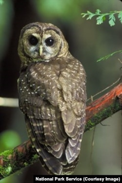 The northern spotted owl