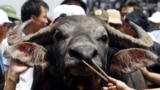 The winning buffalo is led by the nose after a buffalo fighting festival in Vietnam - RTR1U0U1