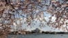 Washington's Cherry Blossoms Signal the Start of Spring