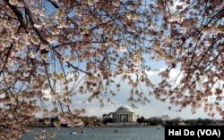 The cherry blossoms around the Tidal Basin