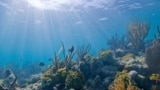 Underwater diversity at Biscayne National Park