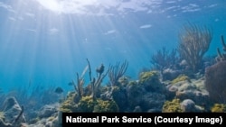 Underwater diversity at Biscayne National Park