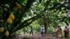 Des femmes d'une association locale de producteurs de cacao marchent dans une ferme de cacao à Djangobo, dans l'est de la Côte d'Ivoire. (Photo REUTERS/Thierry Gouegnon )