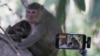 انگکور میں ایک یوٹیوبر بندر کی ویڈیو بنا رہا ہے۔ 