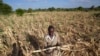 James Tshuma, a farmer in Mangwe district in southwestern Zimbabwe,stands in the middle of his dried up crop field, March, 22, 2024. A drought has left millions facing hunger in Africa as they experience extreme weather that scientists say is becoming more frequent. 