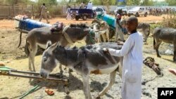 A handler shears a donkey as traders and donkey farmers gather in an open market in Gedaref state in eastern Sudan on February 16, 2024, amid increasing uses for the animals in transportation due to fuel and petrol shortages in the war-torn country, ravag